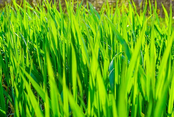 Green Grass Sunny Summer Day Background Texture — Stock Photo, Image