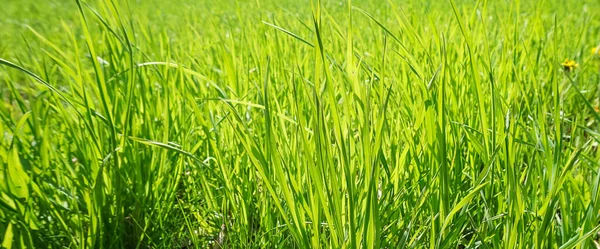 Green Grass Sunny Summer Day Background Texture — Stock Photo, Image