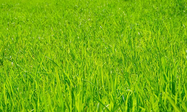 Зеленая Трава Фоне Солнечного Летнего Дня — стоковое фото