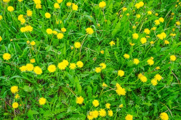 Gula Maskrosor Bakgrunden Grönt Fält — Stockfoto