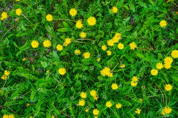 Желтые Одуванчики Фоне Зеленого Поля — стоковое фото