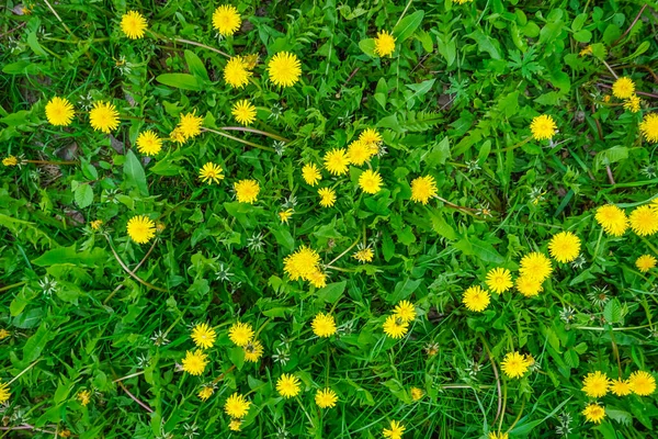Желтые Одуванчики Фоне Зеленого Поля — стоковое фото