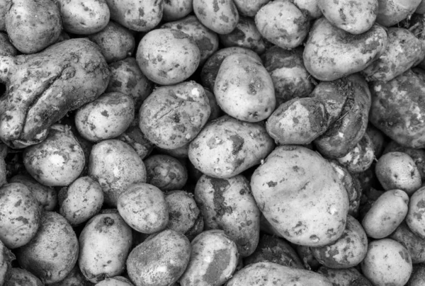 Dirty Dark Potato Tubers Ground Texture Background Black White Photo — Stock Photo, Image