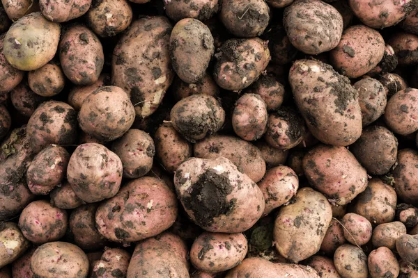 Tubérculos Patata Sucios Con Textura Fondo Tierra —  Fotos de Stock