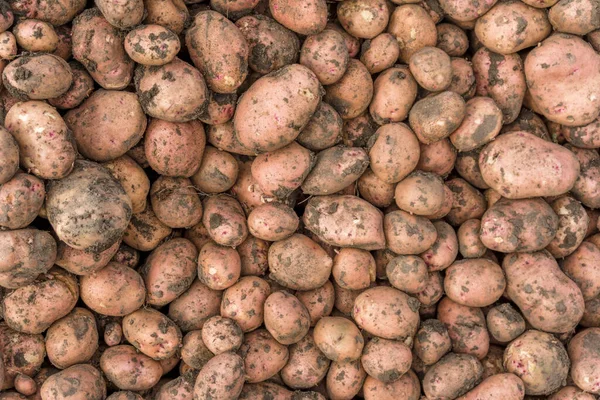 Dirty Potato Tubers Earth Background Texture — Stock Photo, Image