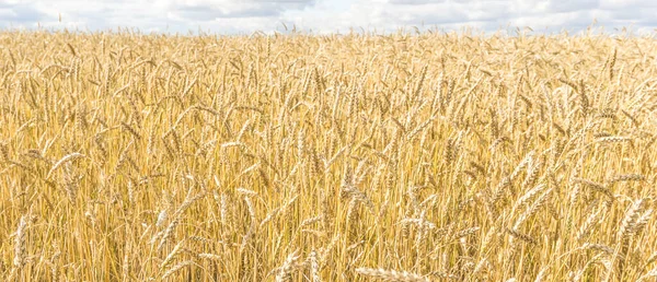 Ripe Yellow Wheat Stalks Field Background Sky Clouds Texture Golden — Stock Photo, Image