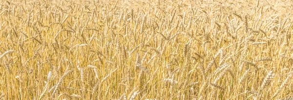 Зрізати Стебла Жовтої Пшениці Полі Тлі Неба Текстурою Хмар Золоте — стокове фото