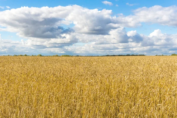 Ripe Yellow Wheat Stalks Field Background Sky Clouds Texture Golden — Stock Photo, Image