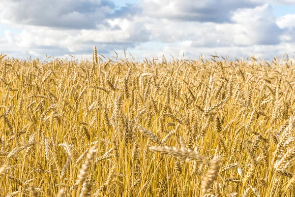 Ripe Yellow Wheat Stalks Field Background Sky Clouds Texture Golden — Stock Photo, Image