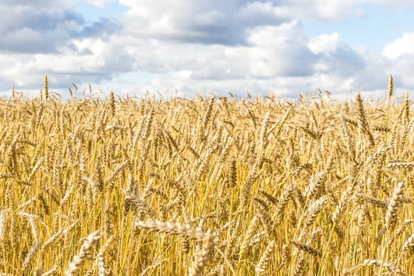 Ripe Yellow Wheat Stalks Field Background Sky Clouds Texture Golden — Stock Photo, Image