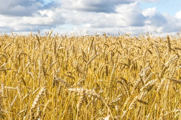 Ripe Yellow Wheat Stalks Field Background Sky Clouds Texture Golden — Stock Photo, Image