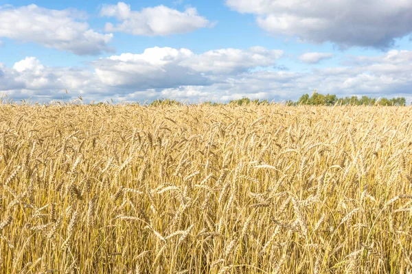 Ripe Yellow Wheat Stalks Field Background Sky Clouds Texture Golden — Stock Photo, Image