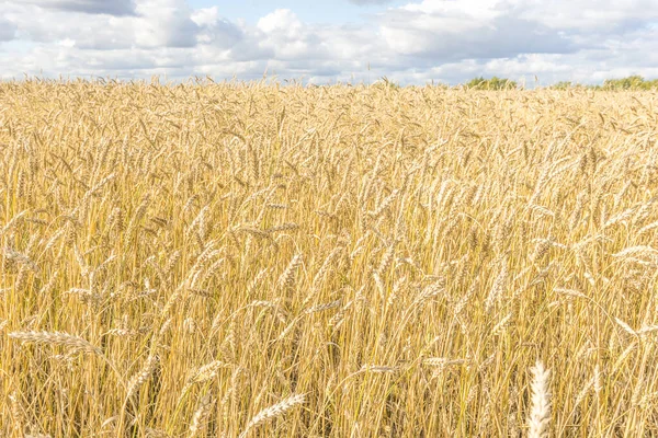 Olgun sarı buğday sapları bir tarlada gökyüzünün arka planına karşı bulut dokusuyla. Altın buğday tarlası yazın hasat için hazır.