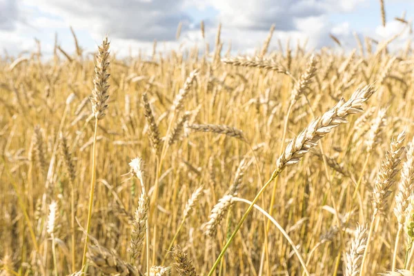 Olgun sarı buğday sapları bir tarlada gökyüzünün arka planına karşı bulut dokusuyla. Altın buğday tarlası yazın hasat için hazır.