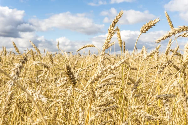 雲のテクスチャを持つ空の背景に畑で黄色の小麦の茎を熟す 夏の収穫の準備ができている黄金の麦畑 — ストック写真