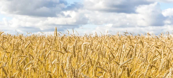 雲のテクスチャを持つ空の背景に畑で黄色の小麦の茎を熟す 夏の収穫の準備ができている黄金の麦畑 — ストック写真