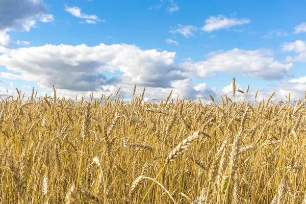 Ripe Yellow Wheat Stalks Field Background Sky Clouds Texture Golden — Stock Photo, Image