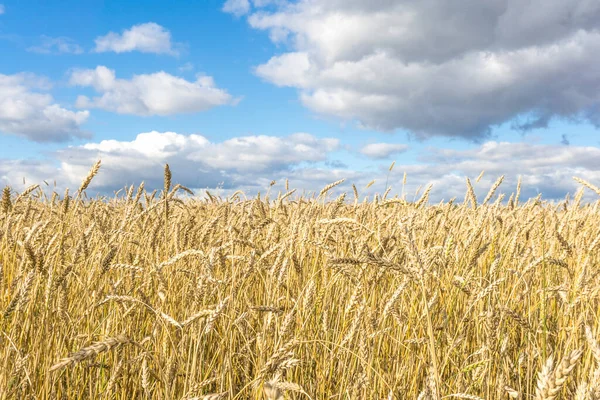 Ripe Yellow Wheat Stalks Field Background Sky Clouds Texture Golden — Stock Photo, Image