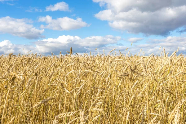 Ripe Yellow Wheat Stalks Field Background Sky Clouds Texture Golden — Stock Photo, Image