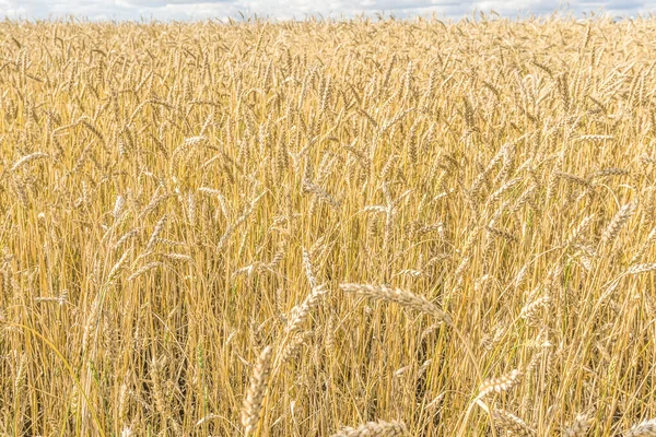 Tarla arkaplan dokusunda olgun sarı buğday sapları. Altın buğday tarlası yazın hasat için hazır.