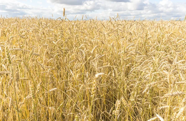 Tarla arkaplan dokusunda olgun sarı buğday sapları. Altın buğday tarlası yazın hasat için hazır.