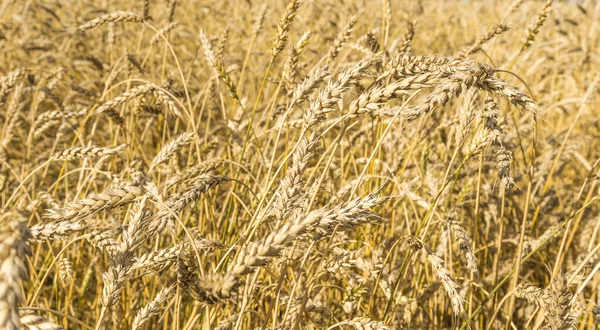 フィールドの背景テクスチャに黄色の小麦の茎を熟す 夏の収穫の準備ができている黄金の麦畑 — ストック写真