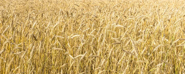 Tallos Trigo Amarillo Maduro Una Textura Fondo Campo Campo Trigo — Foto de Stock