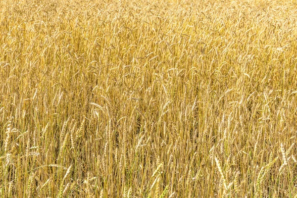 Спелые Желтые Стебли Пшеницы Фоне Поля Текстуры Золотое Пшеничное Поле — стоковое фото