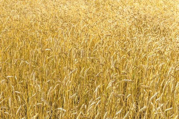 Rijp Gele Tarwe Stengels Een Veld Achtergrond Textuur Gouden Tarweveld — Stockfoto