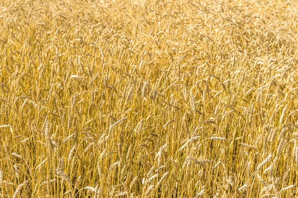 Tallos Trigo Amarillo Maduro Una Textura Fondo Campo Campo Trigo — Foto de Stock