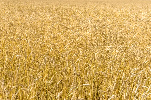 Mogna Gula Vete Stjälkar Ett Fält Bakgrundskonsistens Gyllene Vetefält Klar — Stockfoto