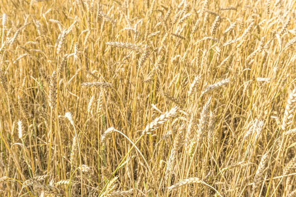 Zralá Žlutá Pšenice Stébla Polní Textuře Zlaté Pšeničné Pole Připravené — Stock fotografie