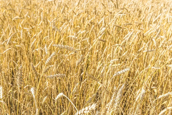 Tarla arkaplan dokusunda olgun sarı buğday sapları. Altın buğday tarlası yazın hasat için hazır.