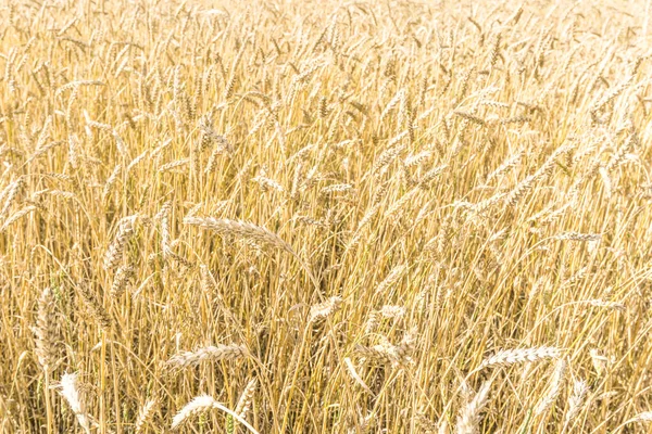 Reife Gelbe Weizenstiele Einem Feld Hintergrund Textur Goldenes Weizenfeld Sommer — Stockfoto