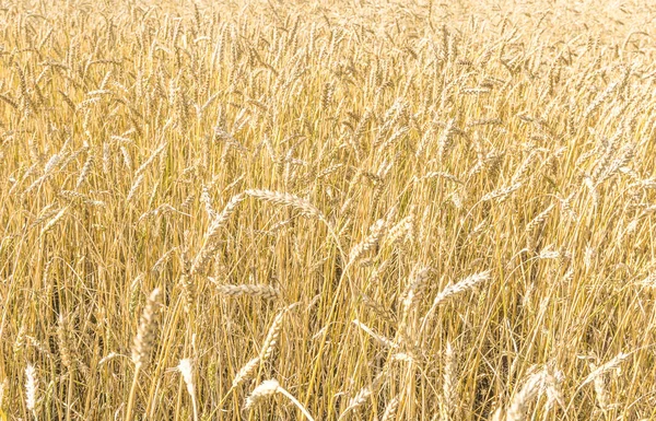 Reife Gelbe Weizenstiele Einem Feld Hintergrund Textur Goldenes Weizenfeld Sommer — Stockfoto