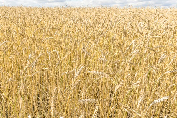 成熟的黄色小麦茎在田园背景纹理 夏天准备收割的金色麦田 — 图库照片