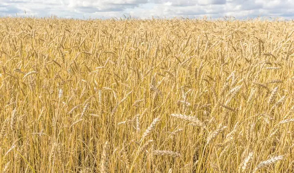 Reife Gelbe Weizenstiele Einem Feld Hintergrund Textur Goldenes Weizenfeld Sommer — Stockfoto