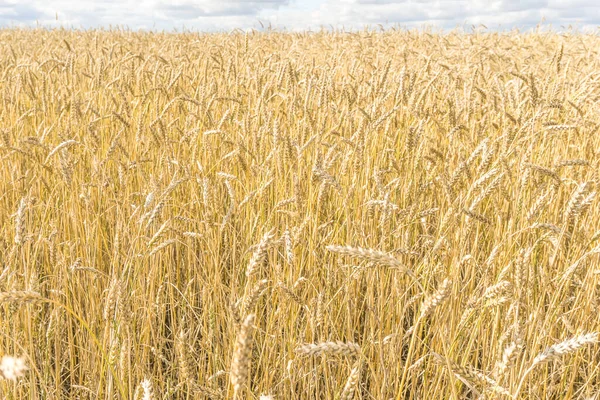 Tallos Trigo Amarillo Maduro Una Textura Fondo Campo Campo Trigo — Foto de Stock