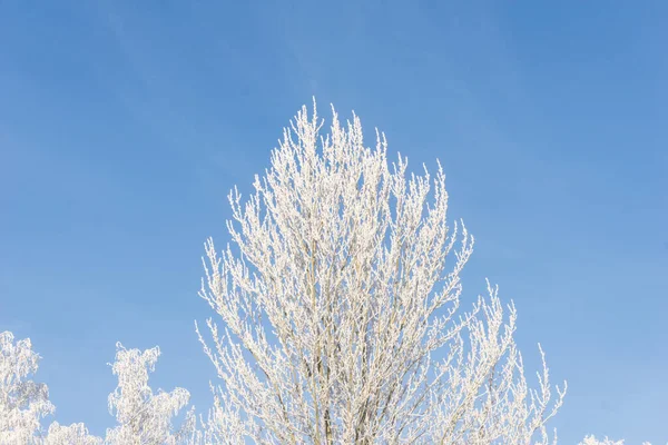 Tops Coroas Árvores Cobertas Neve Contra Céu Azul Árvores Congeladas — Fotografia de Stock