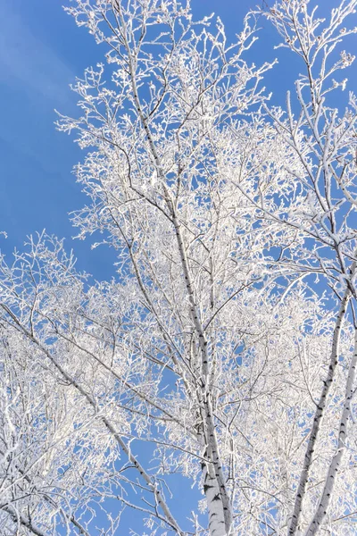 Tops Coroas Árvores Cobertas Neve Contra Céu Azul Árvores Congeladas — Fotografia de Stock