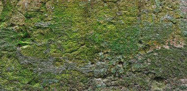 Yosun arkaplanlı eski beton duvar