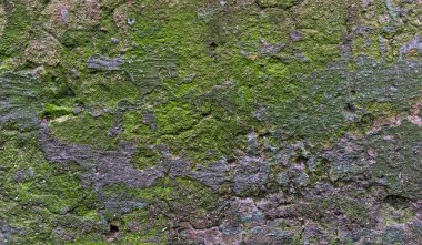 Yosun arkaplanlı eski beton duvar
