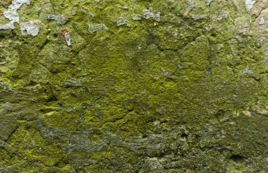 Yosun arkaplanlı eski beton duvar