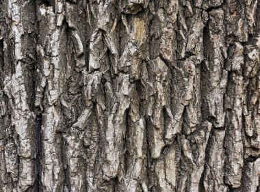 kabuk ağacı arkaplan dokusu