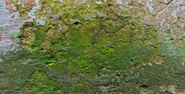 Yosun arkaplanlı eski beton duvar