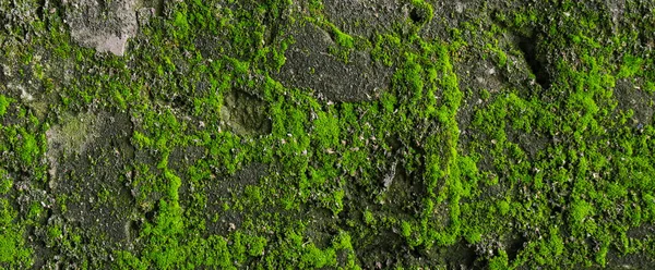 Yosun arkaplanlı eski beton duvar