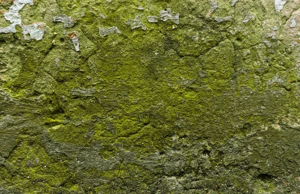 Yosun arkaplanlı eski beton duvar