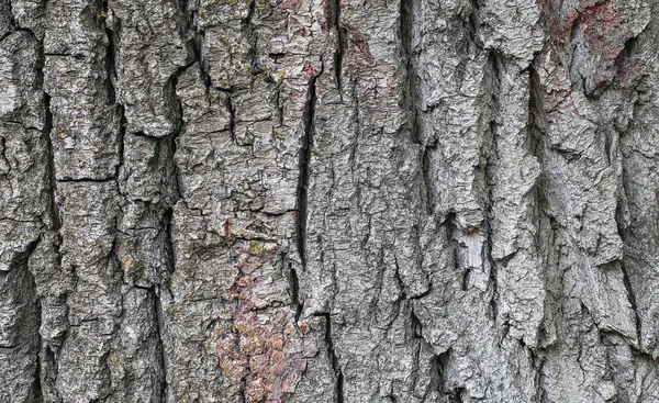 Rough Bark Tree Background Texture — Stock Photo, Image
