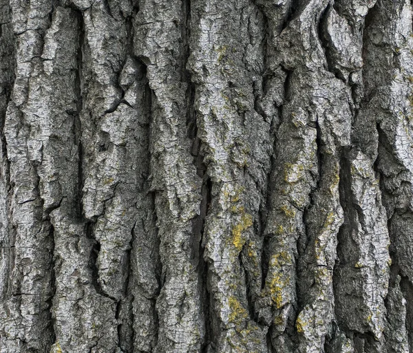 粗糙树皮背景纹理 — 图库照片