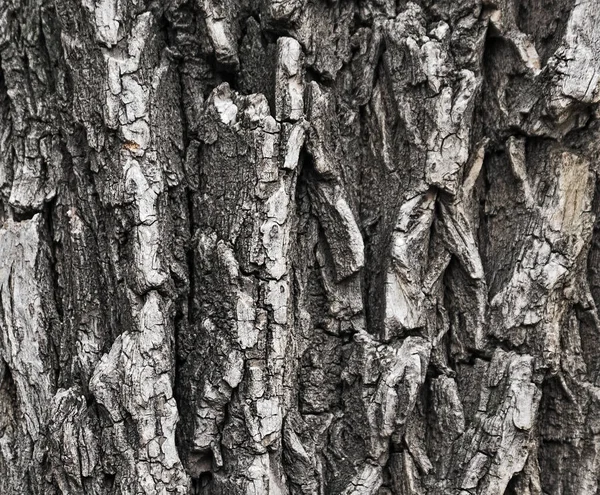 Τραχύ Φλοιό Δέντρο Υφή Φόντου — Φωτογραφία Αρχείου